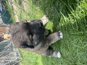 Leonberger Mix Welpen 