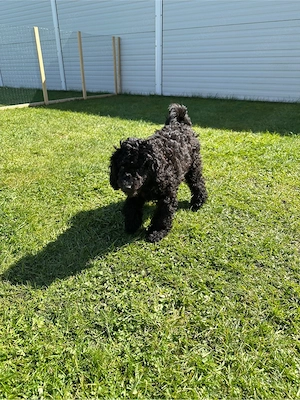 Pudel Welpe ( Klein Pudel) Hündin sucht liebevolle Familie