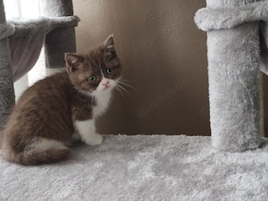 BKH Kätzchen 2 Weibchen  Bild 3