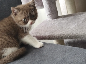 BKH Kätzchen 2 Weibchen  Bild 2