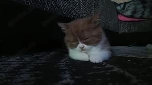 BKH Kätzchen 2 Weibchen  Bild 5