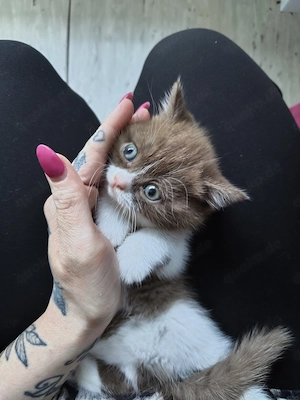 BKH Kätzchen 2 Weibchen  Bild 4