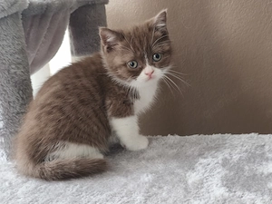 BKH Kätzchen 2 Weibchen 