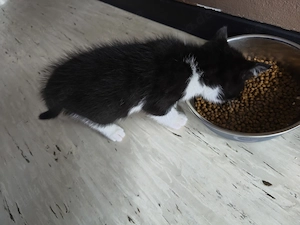 BKH Kätzchen 2 Weibchen  Bild 6