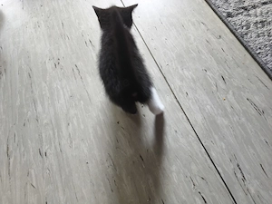 BKH Kätzchen 2 Weibchen  Bild 9