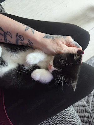 BKH Kätzchen 2 Weibchen  Bild 8