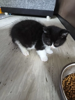 BKH Kätzchen 2 Weibchen  Bild 10