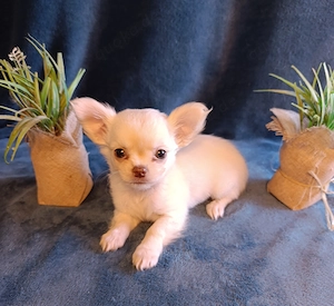 Süße Chihuahua Welpen suchen neues Zuhause!