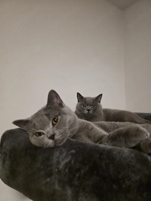 BKH Katzen Duo