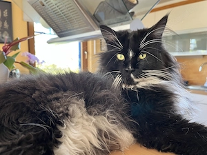 Eleganz & Charme - Maine Coon Deckkater  "Frank Sinatra "