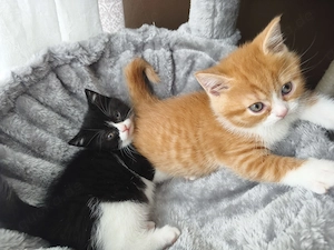 BKH Kätzchen 2 Kater 