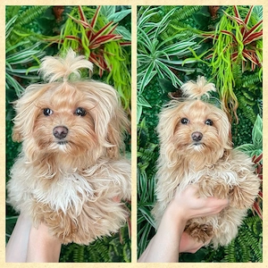 Exklusive Mini Maltipoo Welpen aus traumhafter Verpaarung kleiner, wunderschöner Eltern.