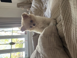 Pom-chi Hündin in Creme-weiß 