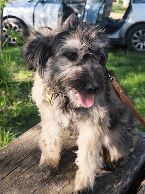 Sensibler Schatz Pauline 