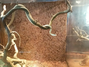 Suche Thamnophis proximus 1.0 