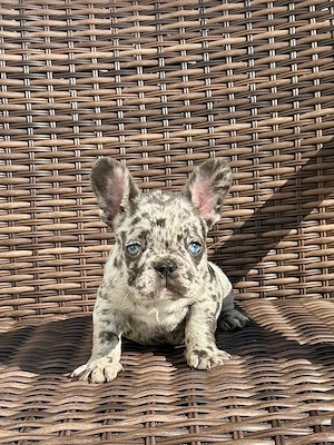 Wunderbar süße französische Bulldoggen Welpen Bild 10