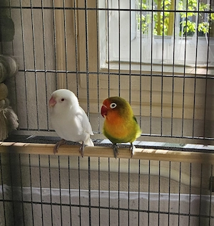 Süsse Rosenköpfchen zu verkaufen