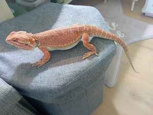 Bartagame Leatherback Jungtier