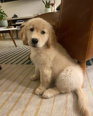 Golden-Retriever-Welpen zu verkaufen. 