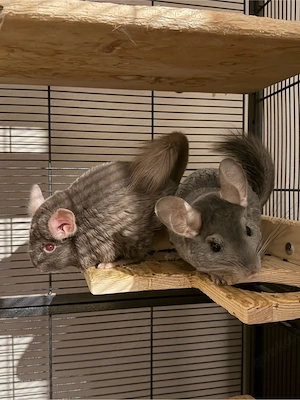 3 Chinchillas (inkl. zubehör, siehe bilder)