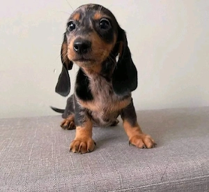 Dackelwelpen suchen ein Zuhause. 