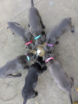 reinrassige Cane Corso Welpen