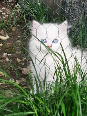 2 süße Perser Mädchen abzugeben 