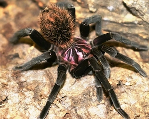 Xenesthis immanis weiblich 0.1