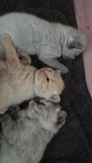 Bkh Kitten  Bild 4