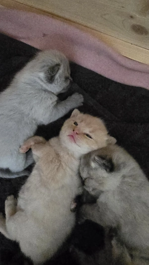 Bkh Kitten  Bild 2