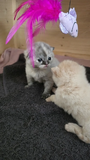 Bkh Kitten 
