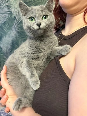 russchisch blau bkh mix allergikerfreundlich Bild 4