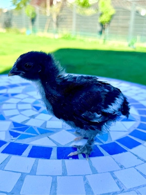 seidenhühner Küken in aussergewönliche Farben