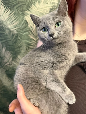 russchisch blau bkh mix allergikerfreundlich Bild 5