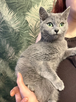 russchisch blau bkh mix allergikerfreundlich