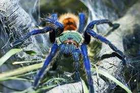 Chromatopelma  cyaneopubescen weiblich 0.1