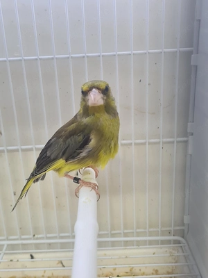 Stieglitz Grünfink Hahn 