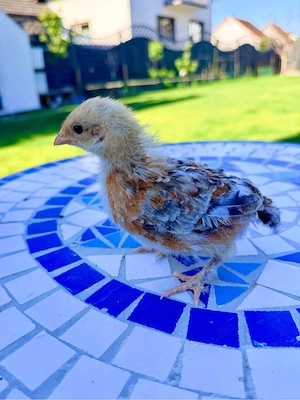 seidenhuhn Küken in sonder farben