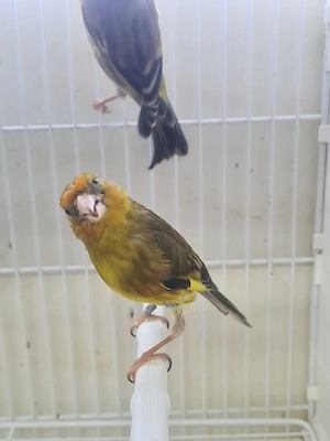 Stieglitz Mischlinge 