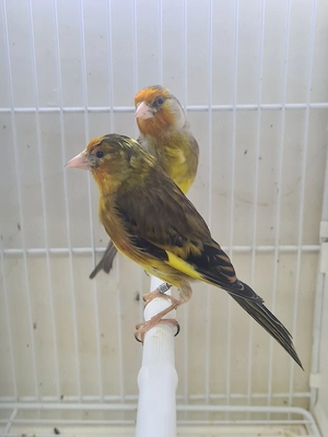 Stieglitz Mischlinge  Bild 2