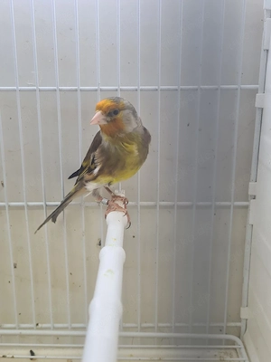 Stieglitz Mischlinge  Bild 4