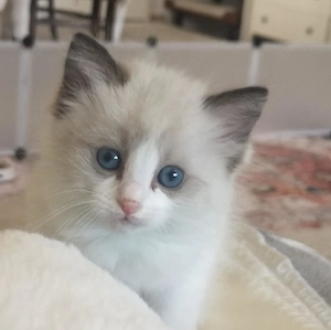 Wir haben 5 wunderschöne Bicolour Kitten.