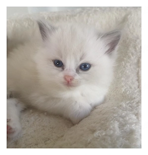 Wir haben 5 wunderschöne Bicolour Kitten. Bild 2
