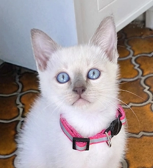 Thai Siam Kitten weiblich in Lilac Point 