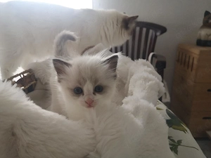 Wir haben 5 wunderschöne Bicolour Kitten. Bild 3