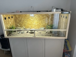 Bartagame und Terrarium und alles an Zubehör 