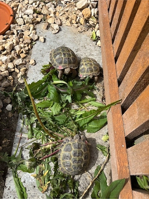 Russische Vierzehen Schildkröten abzugeben 