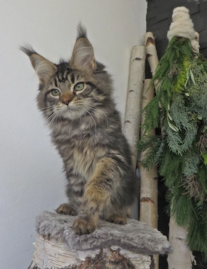 Maine Coon Kitten abzugeben