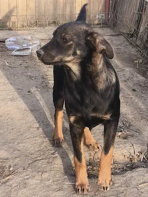 Stille Beobachterin Poli 