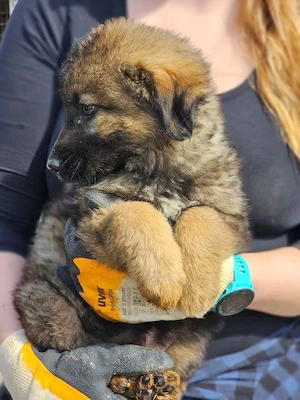 wunderschöner Welpenjunge "Taylor" sucht ein liebevolles Zuhause Bild 10